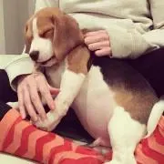 ぐわんぐわんわん