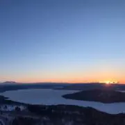 梅の木の画像
