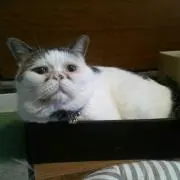 たるこの画像