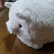 ぶーさんの画像