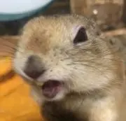 チニタの画像