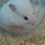 マルコメ