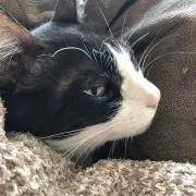 はちわれの画像