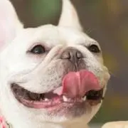 こべあの画像