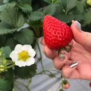 あやるんの画像
