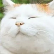 しのっちゃ