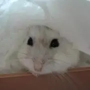 sakuraraの画像