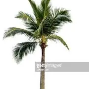 Aloha〜の画像