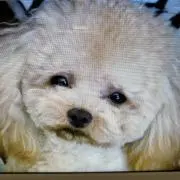 ふーちゃん