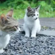 しゃんの画像