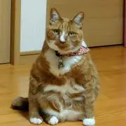 Image of サス