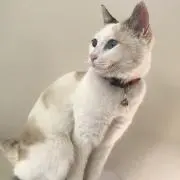 ららの画像