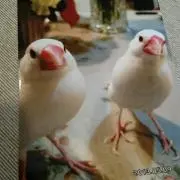 みか