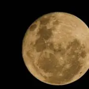 リーリの画像