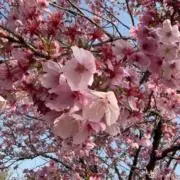 Nao  Moriの画像