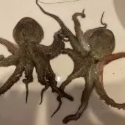 XYZの画像