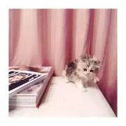のん