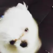 Kikuの画像