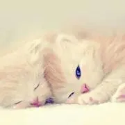 ほたるちゃんの画像