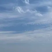 カツオの画像