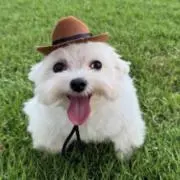 しゃぼん