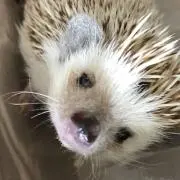 はりおの画像