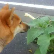 みさきの画像