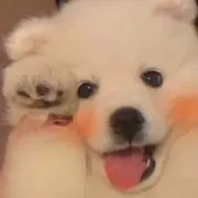 キンの画像