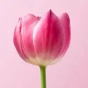 チューリップ