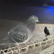 うわーの画像