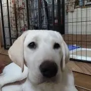 白ひげ危機一髪