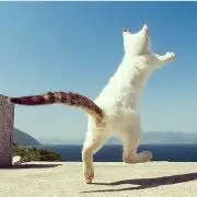 かおちゃんの画像