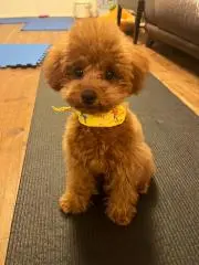 やっちゃんの画像