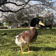鴨ちゃんの画像