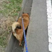 くせ毛の画像