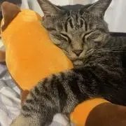ネコ