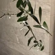 オリーブの画像