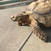 konaの画像