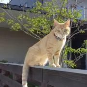 juju