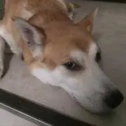 ドロップ/即日配送の画像