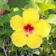 ☆MAHALO☆の画像