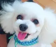 ミミ
