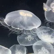 Kokokoの画像