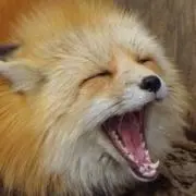 ニア