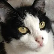 misa mama