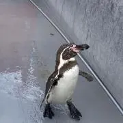 pen