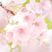 すず