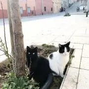 ゆりちょこの画像
