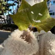 冷やし中華 ブロフ必見の画像