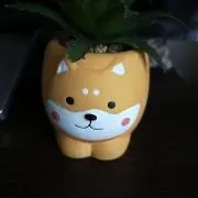 みい